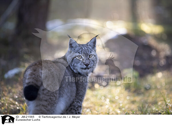 Eurasischer Luchs / Eurasian Lynx / JM-21565