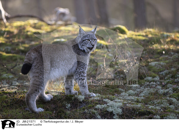 Eurasischer Luchs / Eurasian Lynx / JM-21571