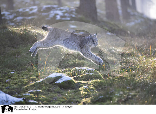 Eurasischer Luchs / Eurasian Lynx / JM-21579