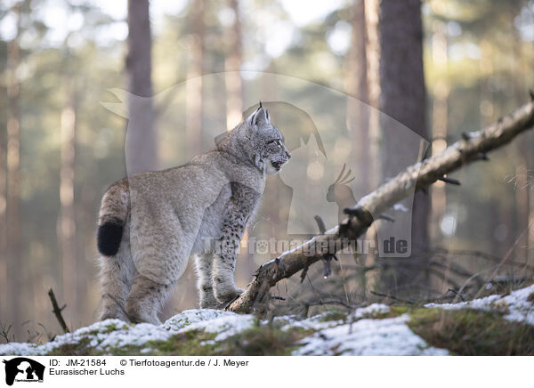 Eurasischer Luchs / Eurasian Lynx / JM-21584