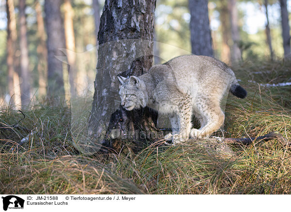 Eurasischer Luchs / Eurasian Lynx / JM-21588