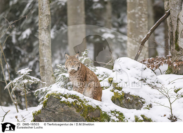 Eurasischer Luchs / Eurasian Lynx / DMS-16503