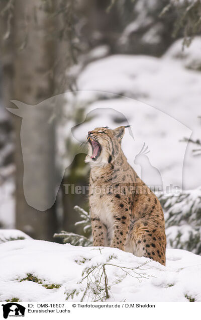 Eurasischer Luchs / Eurasian Lynx / DMS-16507