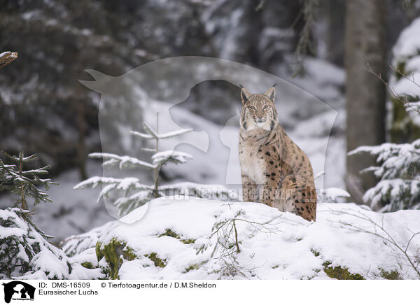 Eurasischer Luchs / Eurasian Lynx / DMS-16509