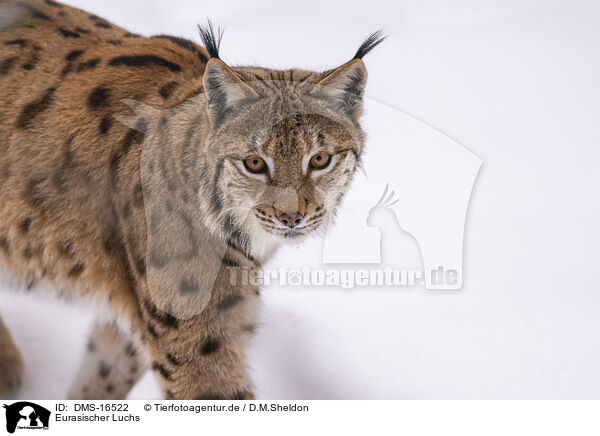 Eurasischer Luchs / Eurasian Lynx / DMS-16522