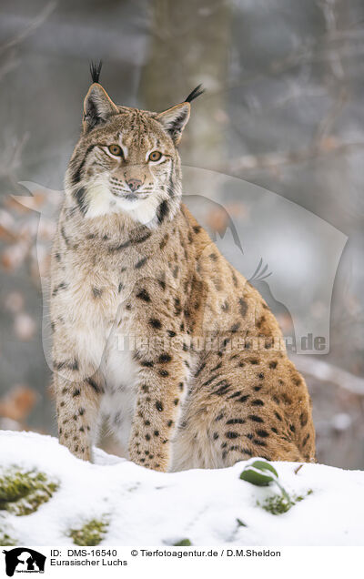 Eurasischer Luchs / Eurasian Lynx / DMS-16540