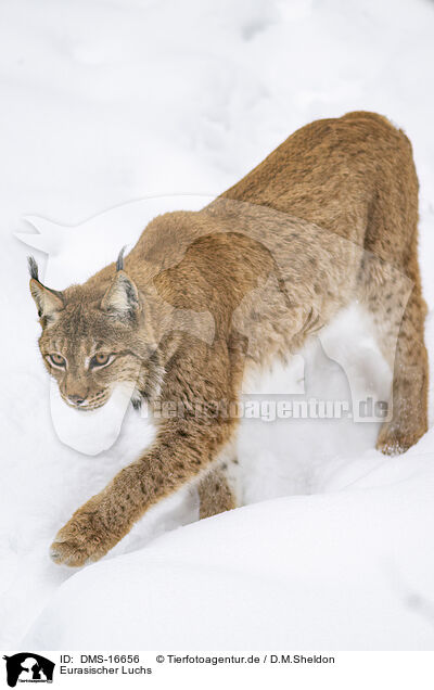 Eurasischer Luchs / Eurasian Lynx / DMS-16656