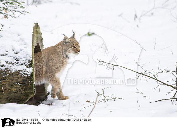 Eurasischer Luchs / Eurasian Lynx / DMS-16658