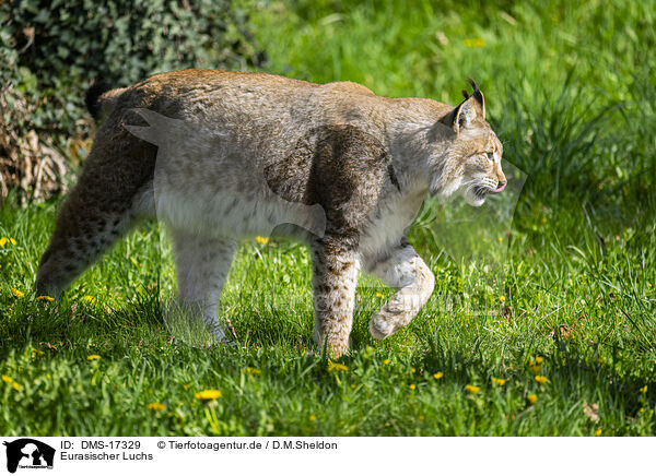 Eurasischer Luchs / lynx / DMS-17329