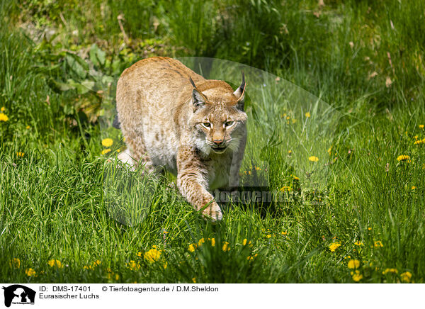Eurasischer Luchs / lynx / DMS-17401