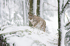 Eurasischer Luchs