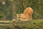 Eurasischer Luchs