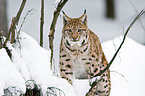 Eurasischer Luchs