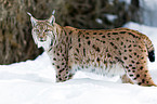 Eurasischer Luchs