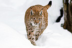 Eurasischer Luchs