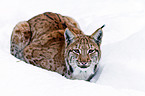 Eurasischer Luchs