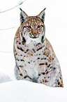 Eurasischer Luchs