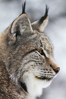 Eurasischer Luchs