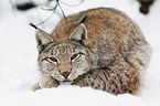 Eurasischer Luchs