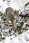 Eurasischer Luchs