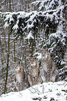 Eurasische Luchse
