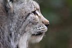 Eurasischer Luchs