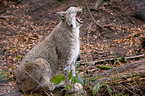 Eurasischer Luchs