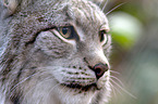 Eurasischer Luchs