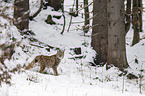 Eurasischer Luchs