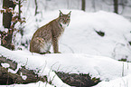 Eurasischer Luchs