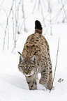 Eurasischer Luchs