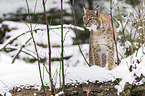 Eurasischer Luchs