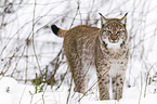 Eurasischer Luchs