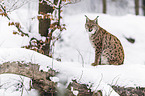Eurasischer Luchs