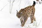 Eurasischer Luchs