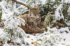 Eurasischer Luchs