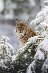 Eurasischer Luchs