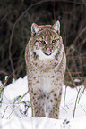 Eurasischer Luchs