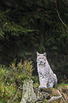 Eurasischer Luchs