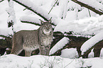 Eurasischer Luchs