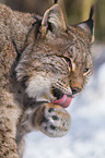 Eurasischer Luchs