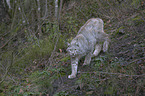 Eurasischer Luchs