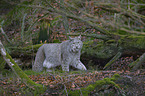 Eurasischer Luchs