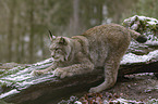 Eurasischer Luchs