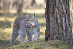 Eurasischer Luchs