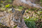 Eurasischer Luchs