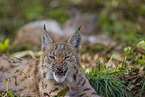 Eurasischer Luchs