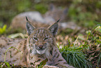 Eurasischer Luchs