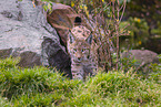 Eurasischer Luchs