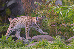 Eurasischer Luchs